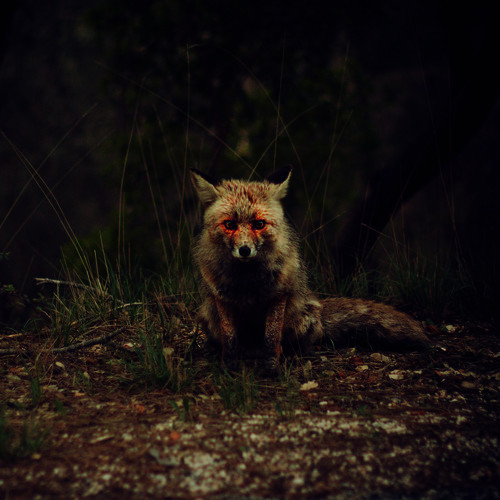 WINTERPILLS — Love Songs