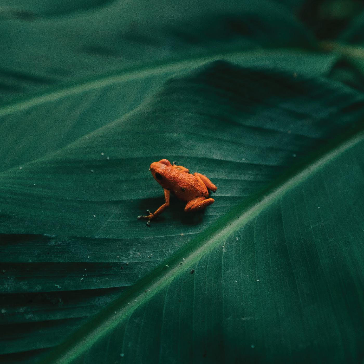 INGREDIENT — Ingredient