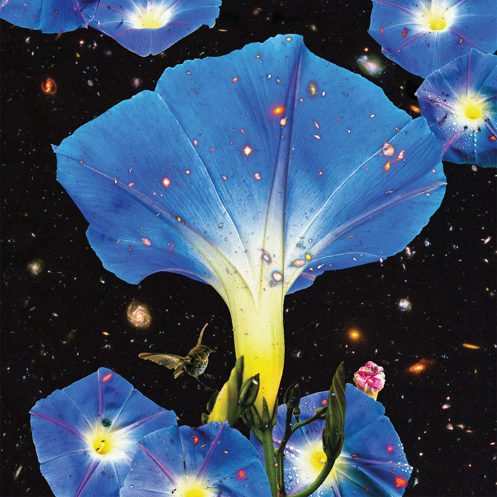 SARAH LOUISE — Nighttime Birds And Morning Stars