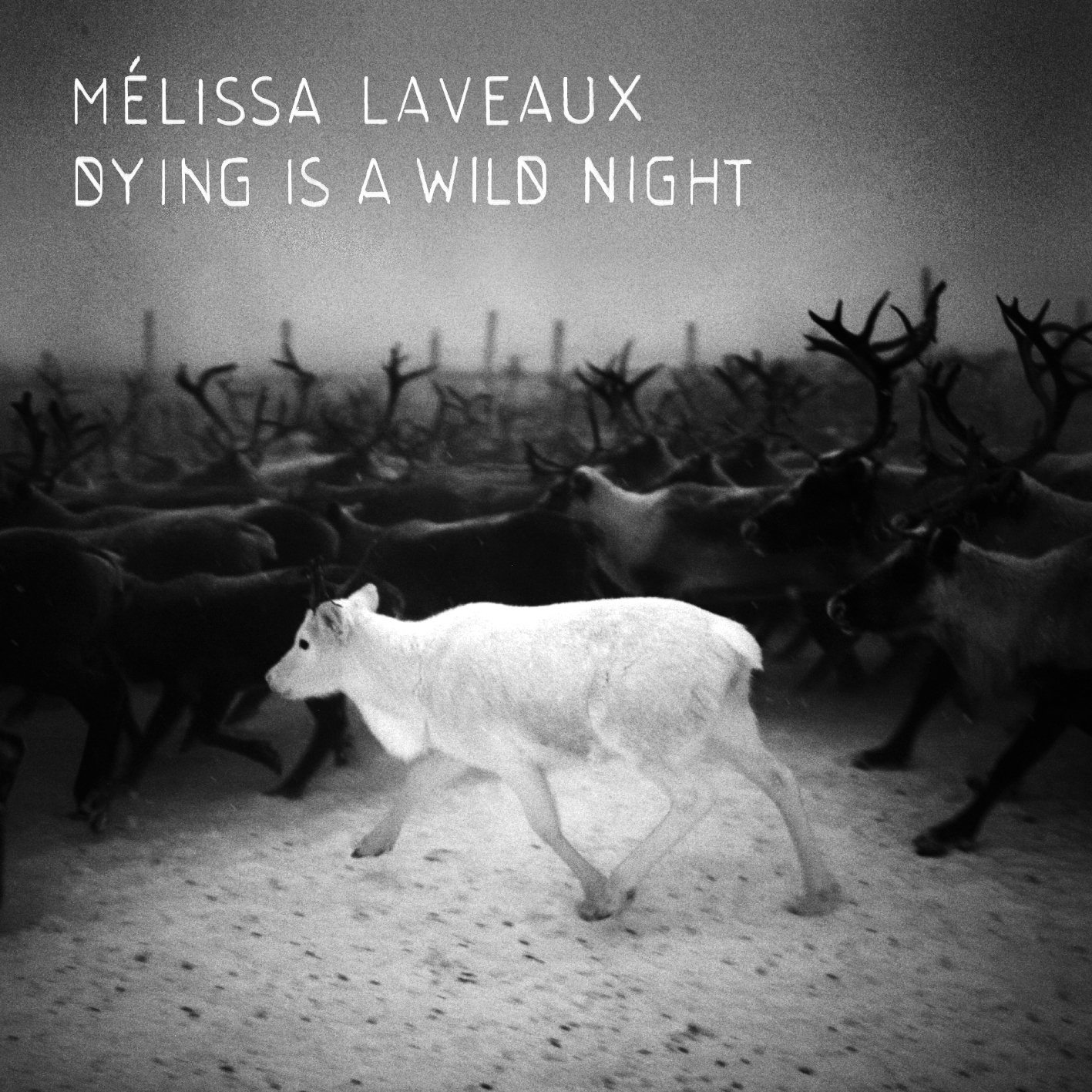 MELISSA LAVEAUX — DYING IS A WILD NIGHT