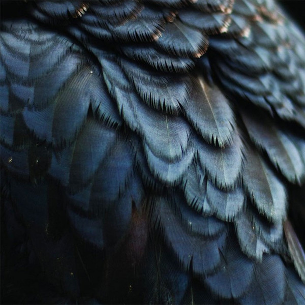 EX PEOPLE — BIRD¬†