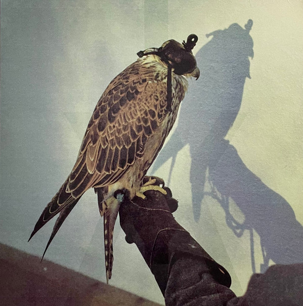 ICEAGE — YOU'RE NOTHING