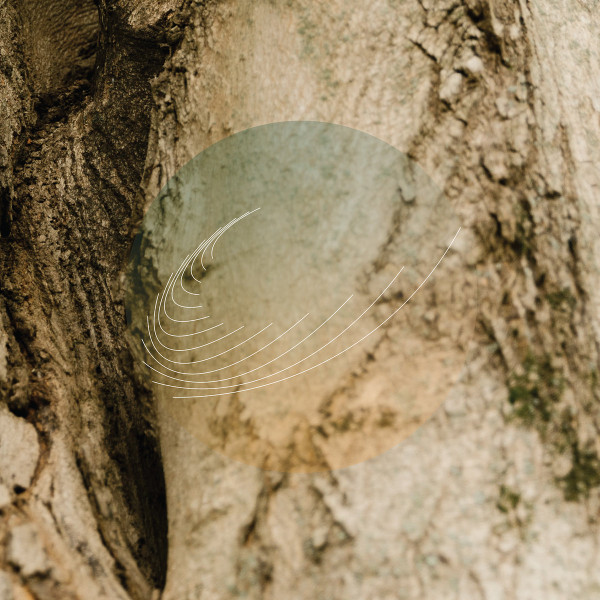 FIELD WORKS — MAPLES, ASH, AND OAKS: CEDARS INSTRUMENTALS
