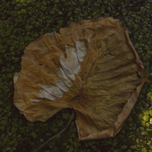 Adela Mede — Ne L√©pj a Vir√°gra